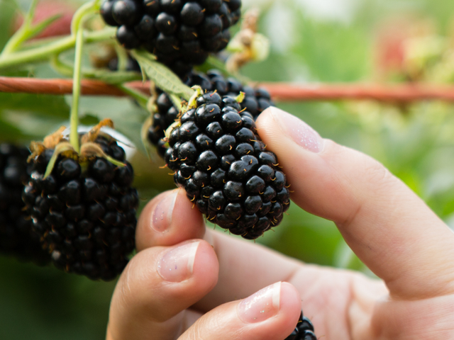 Blackberry Pick 2