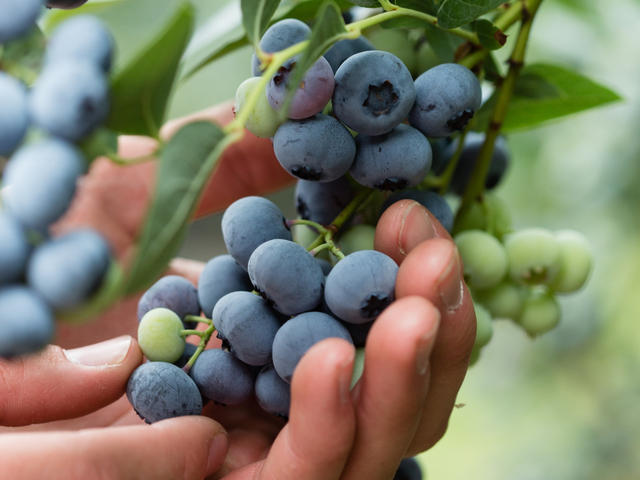 Blueberry pick