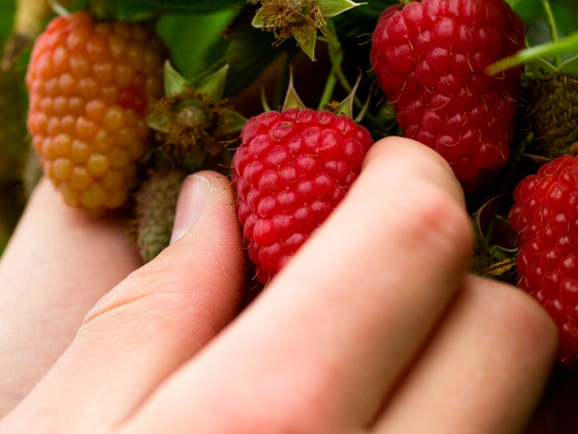 Raspberry Pick