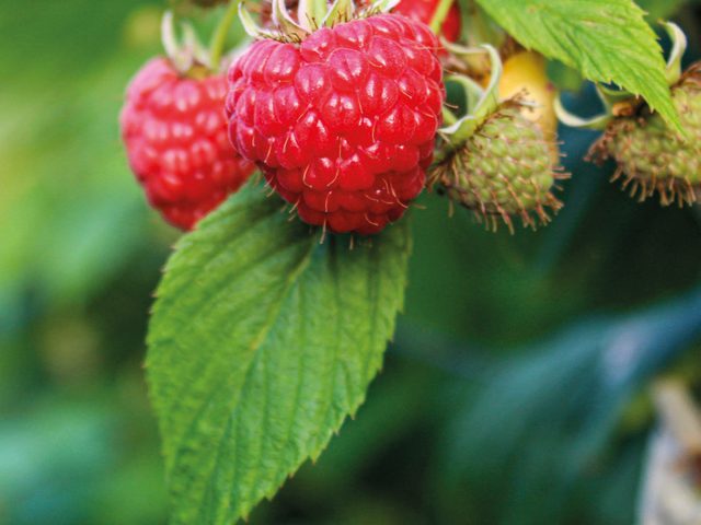 Berry World Ruby HCL 1