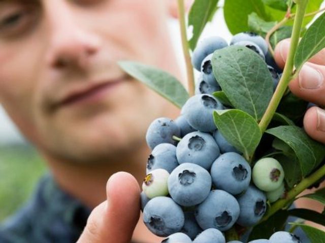 Blueberry grown