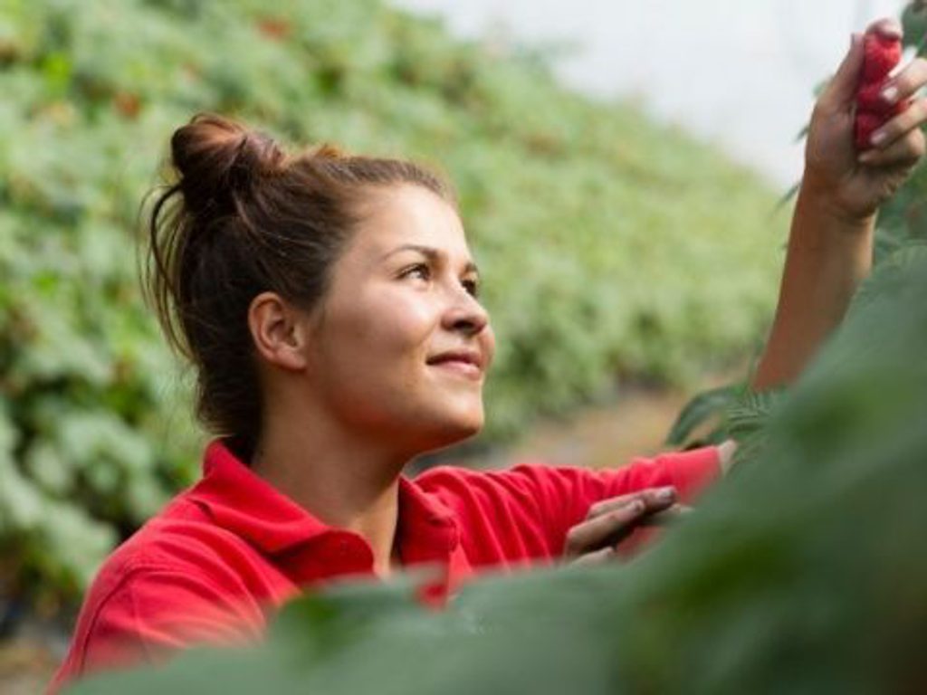 Raspberry Grown 2