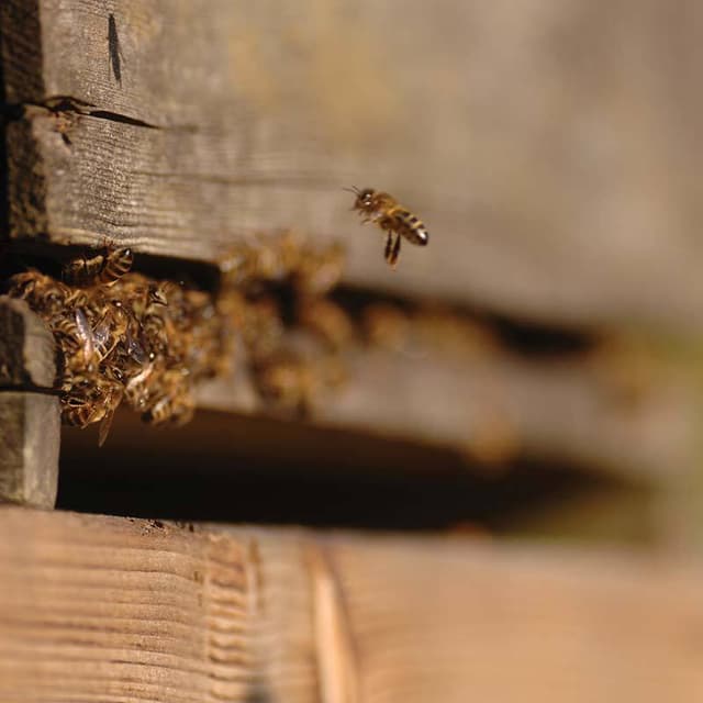 TSBC bees