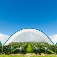Bursting into New Zealand with Award-Winning Berries