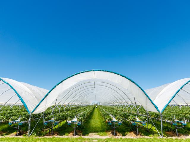 Bursting into New Zealand with Award-Winning Berries