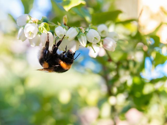 Making a buzz for the bees