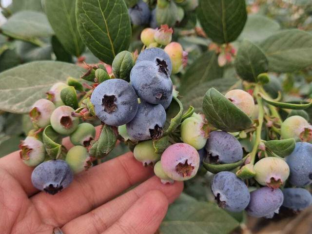 Exciting Expansion in Egypt Fuels BerryWorld’s Blueberry Boom