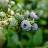 Join us at Asia Fruit Logistica