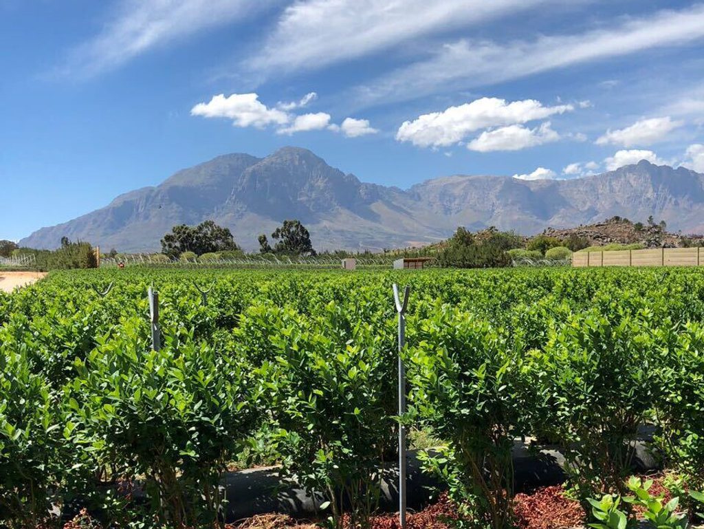 Growing Preharvest technical support 10