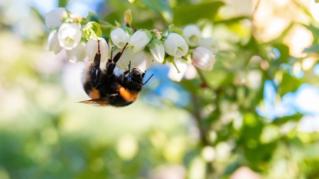 Berry World Biodiversity