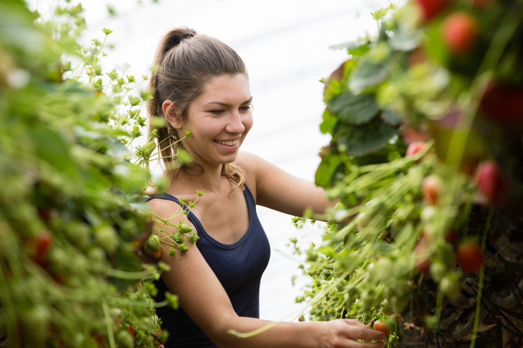 Berry World Farms