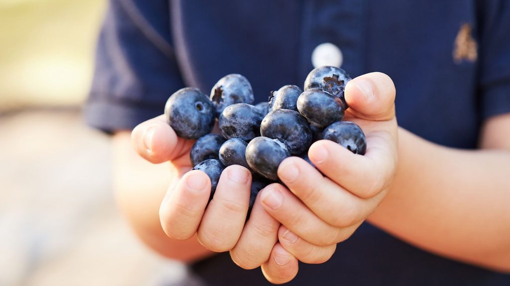 Blueberry banner
