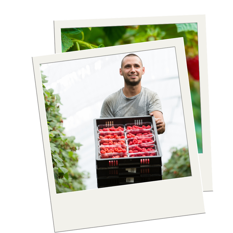 Berry World Plus Berry Breeding 4