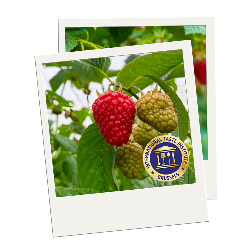 Berry World Ruby